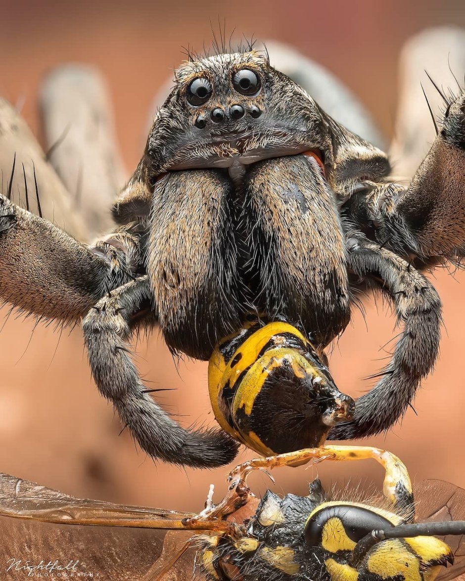 Big Spider