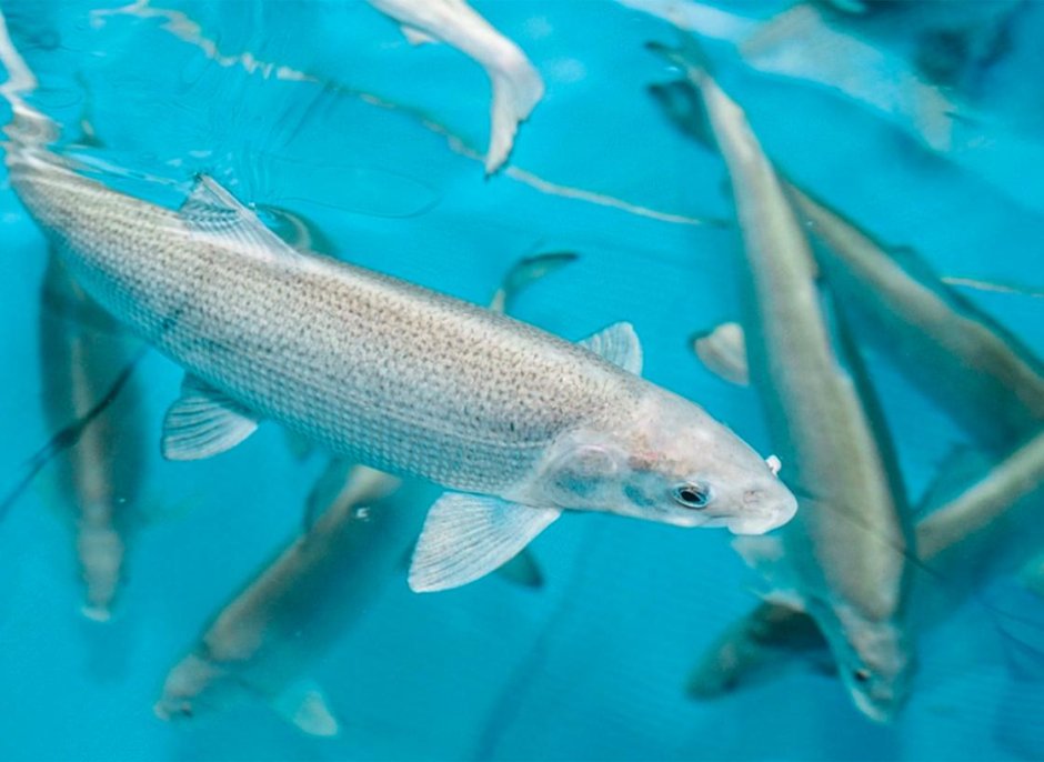 Икринка взрослая рыба