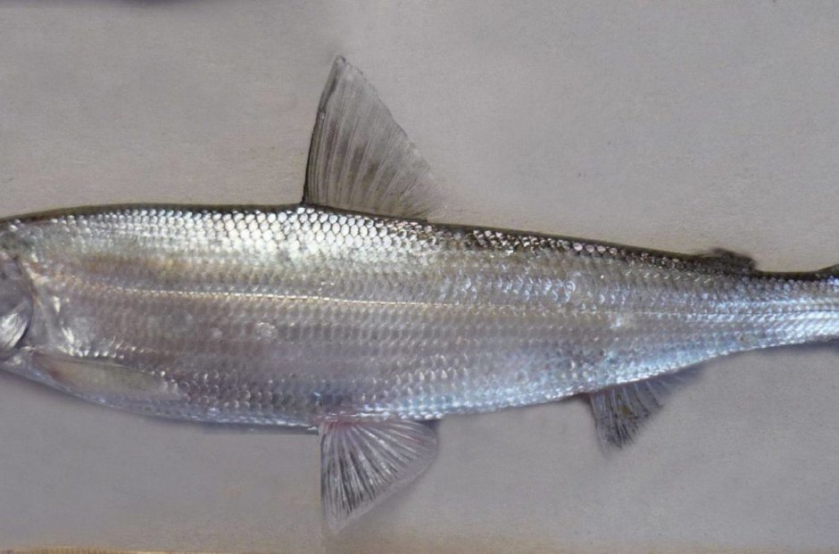 Белорыбица Каспийская