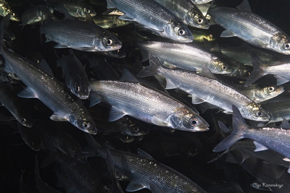 Байкальская рыба омуль