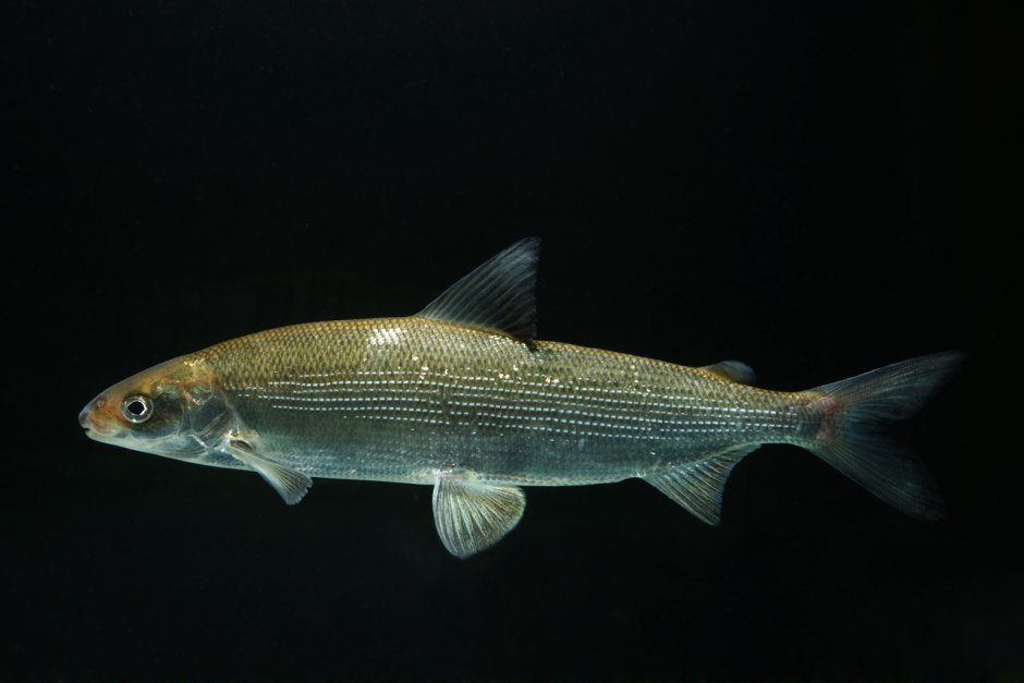 Омуль Байкальский