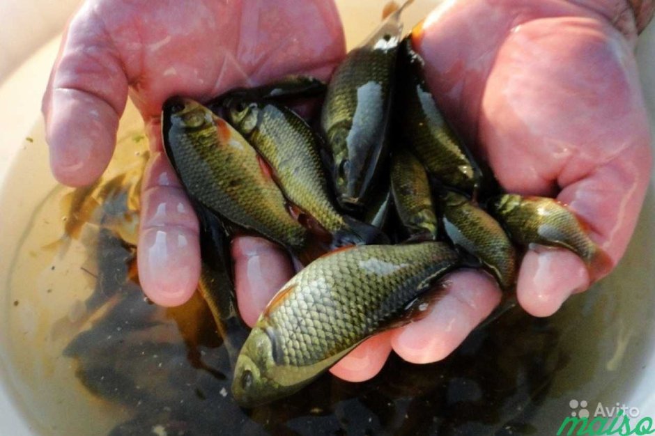 Отряд Лососеобразные семга