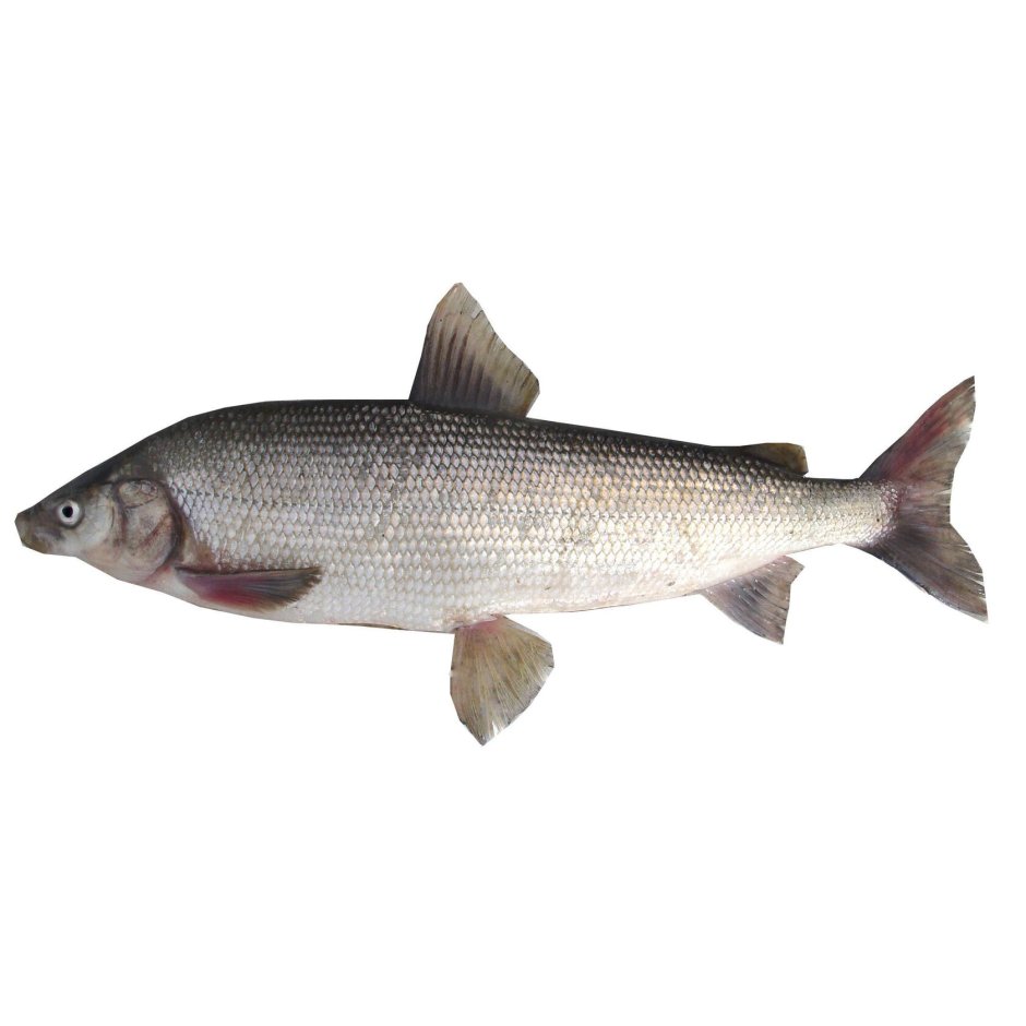 Сибирский сиг пыжьян