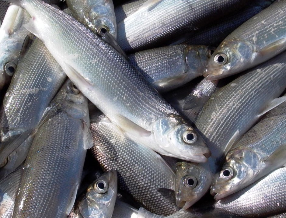 Омуль Арктический