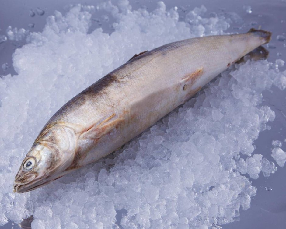 Омуль Енисейский