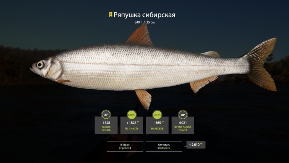 Ряпушка Сибирская