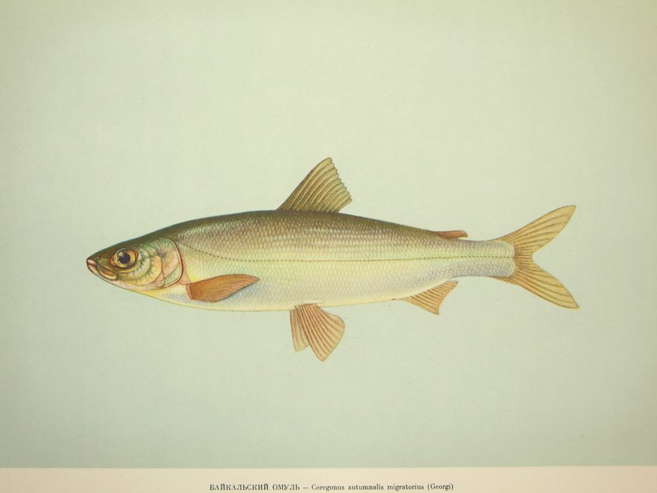 Сиг валёк рыба