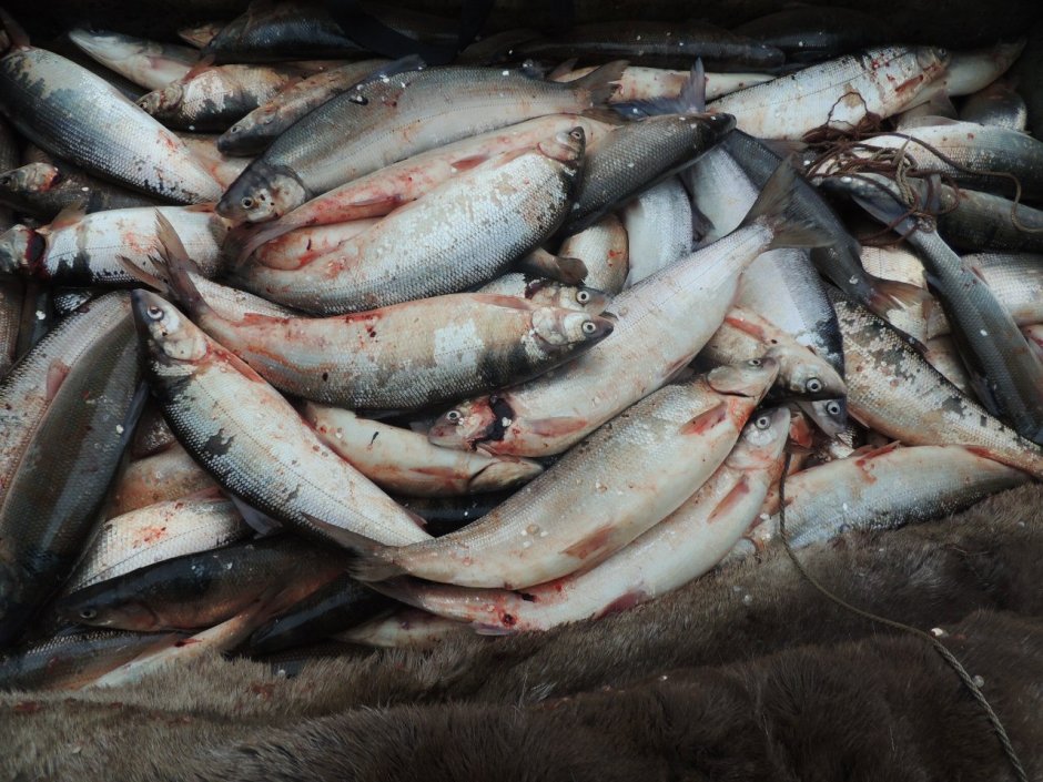 Малотычинковый муксун