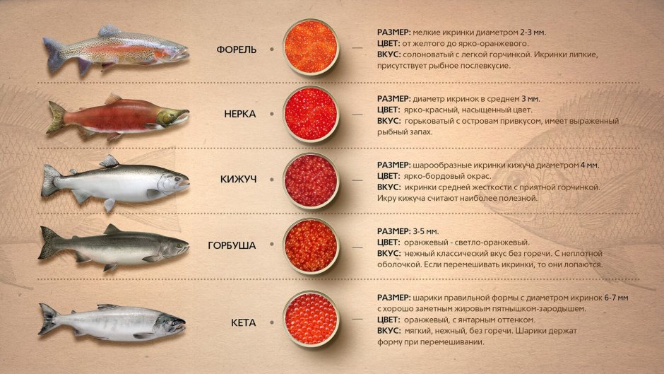 Муксун описание рыбы