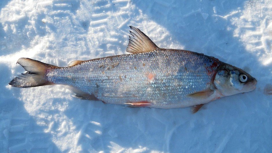 Рыба северных широт