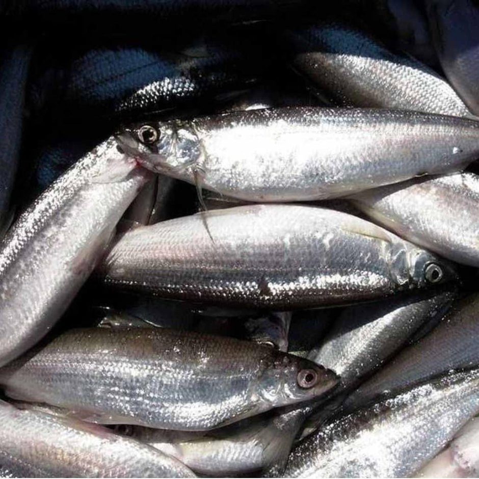 Зельдь и ряпушка