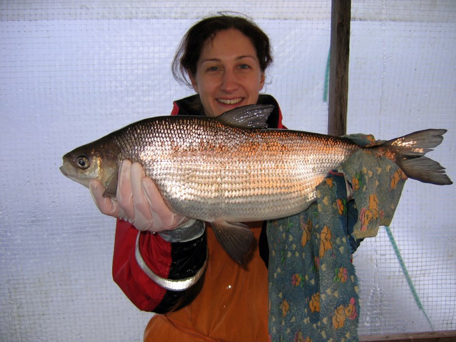 Сибирская пелядь