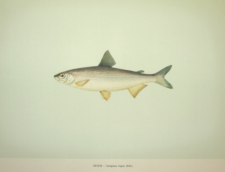 Coregonus Sardinella