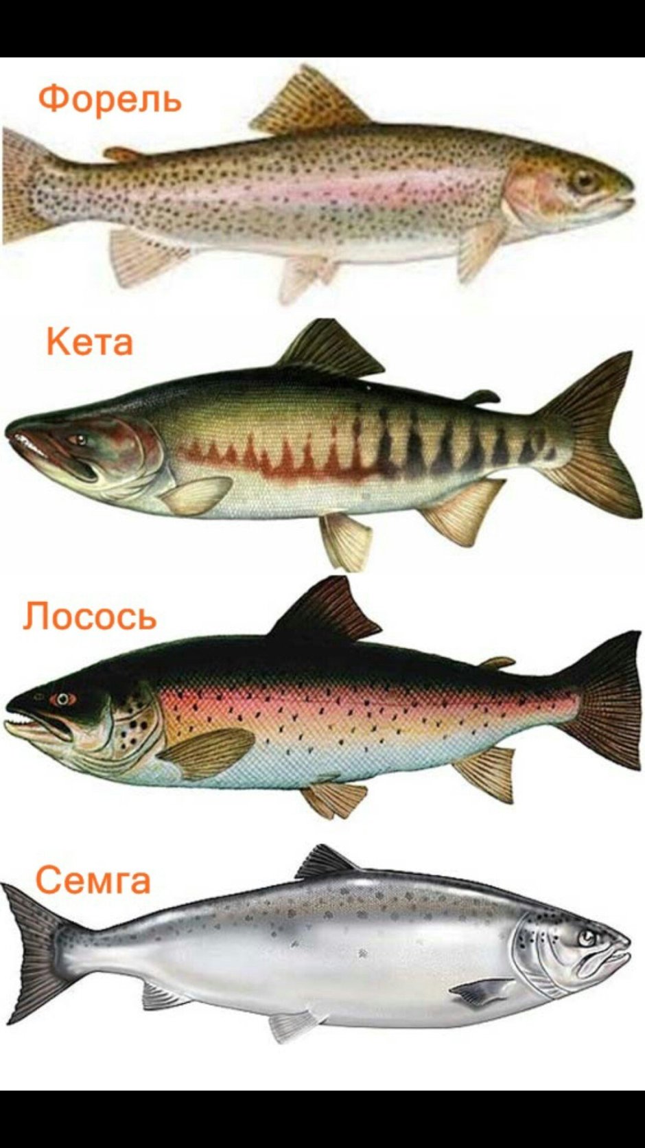 Карповые рыбы