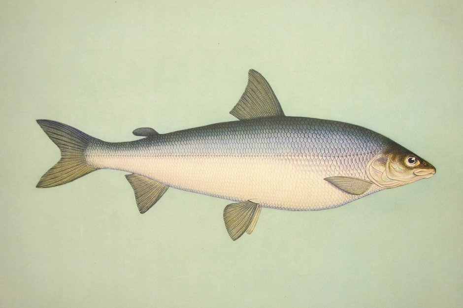 Обыкновенный сиг (Coregonus lavaretus)