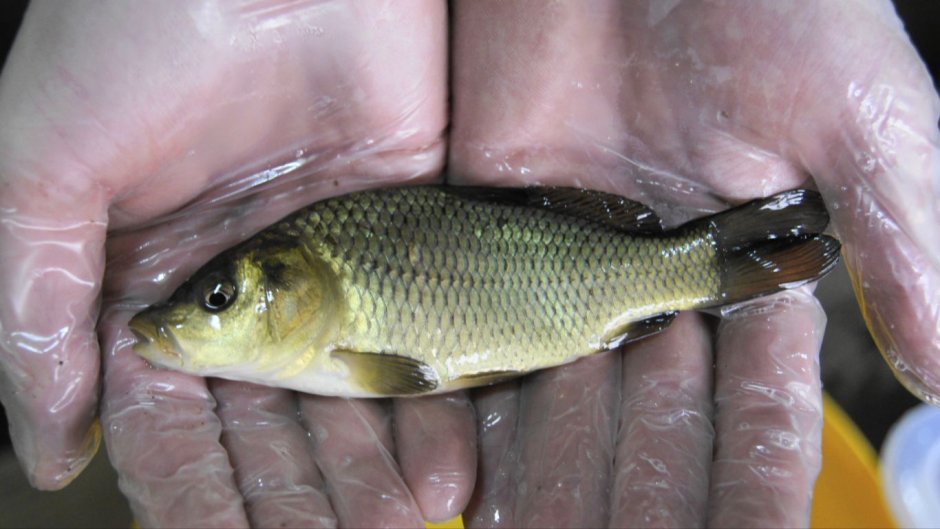 Красница рыба семейства лососевых