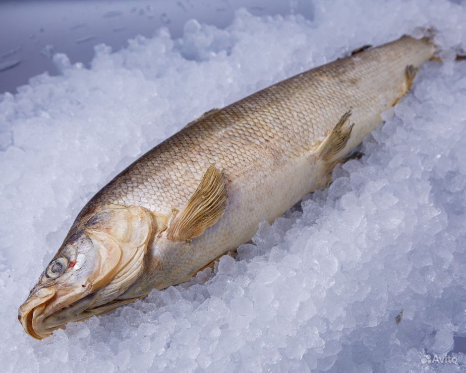 Европейская ряпушка