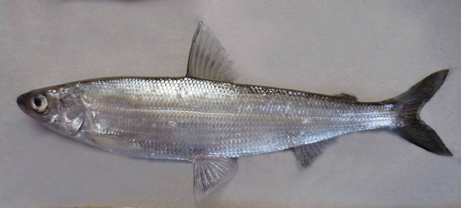 Рыбка Тугунок