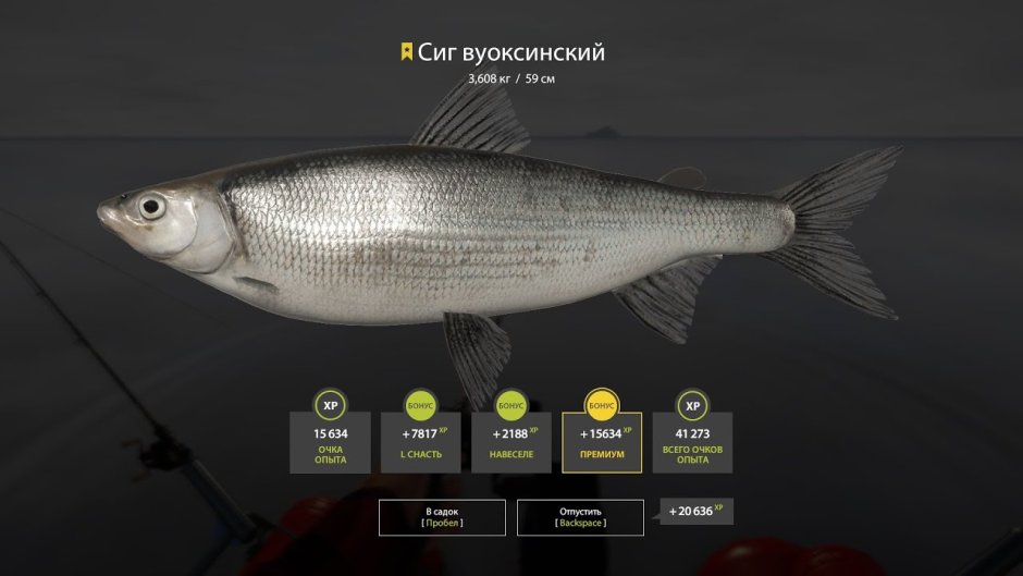 Лосось Кроноцкий заповедник