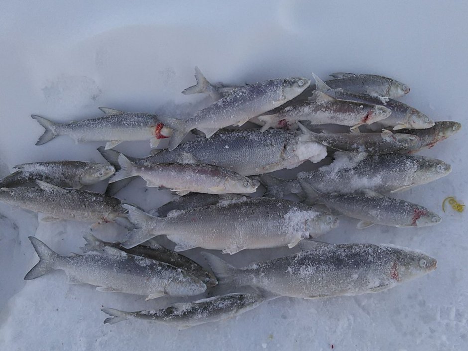 Coregonus lavaretus pidschian