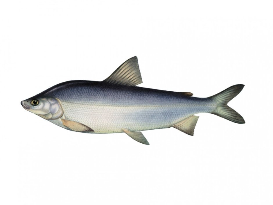 Муксун - Coregonus muksun