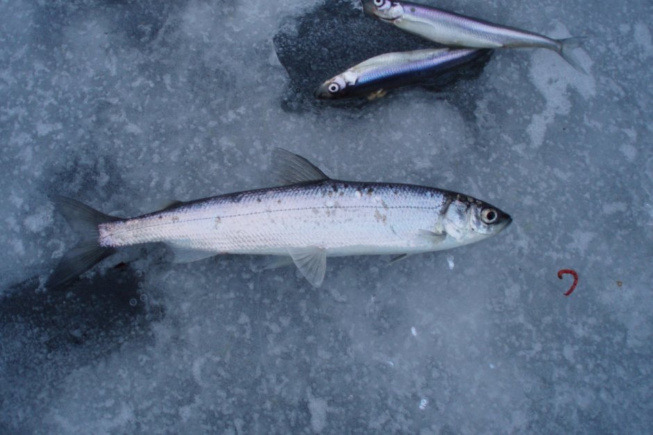 Северная рыба Тугунок