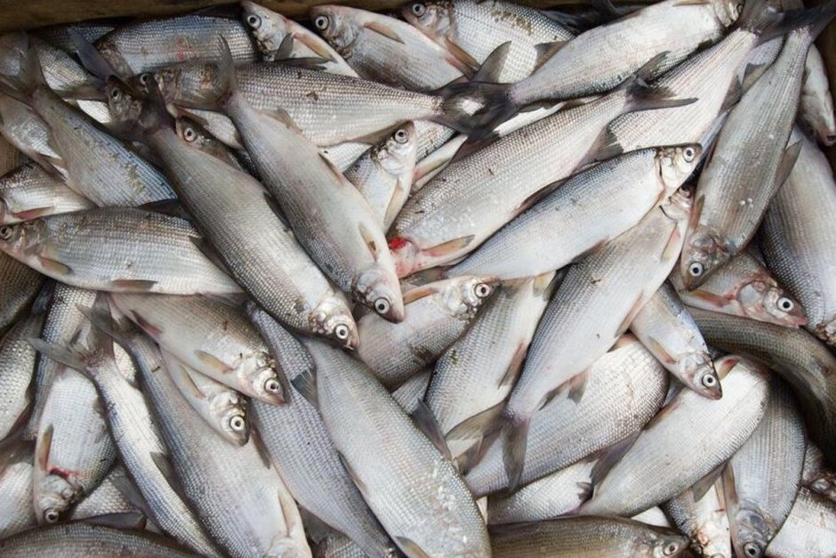 Муксун Ямал