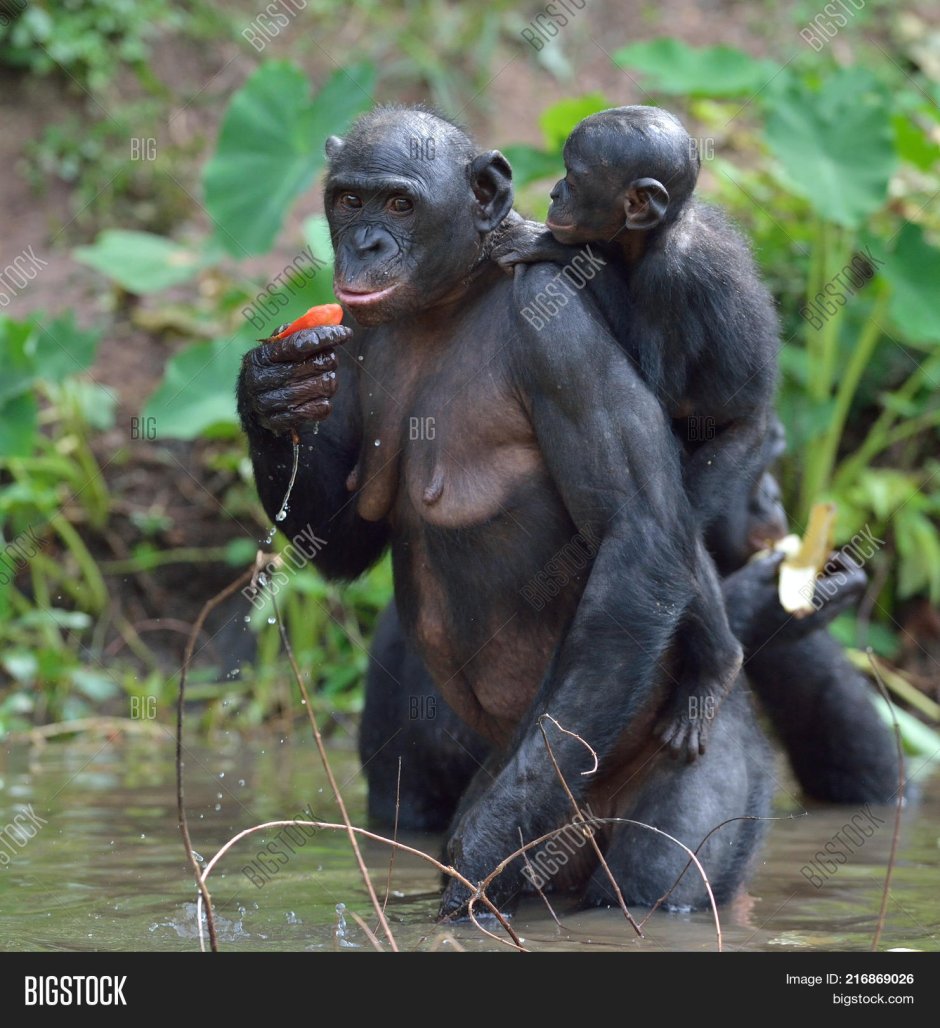 Chimpanzee Troop