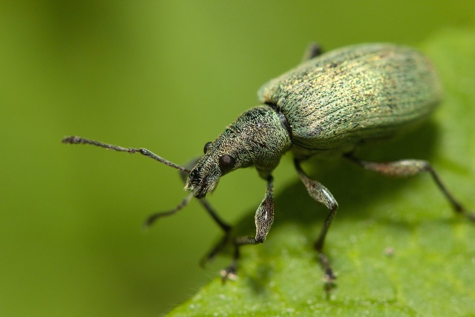 Жук свекловичный долгоносик