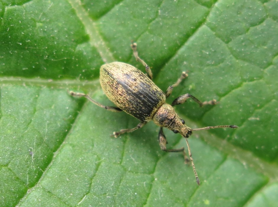 Эуфолюс великолепный