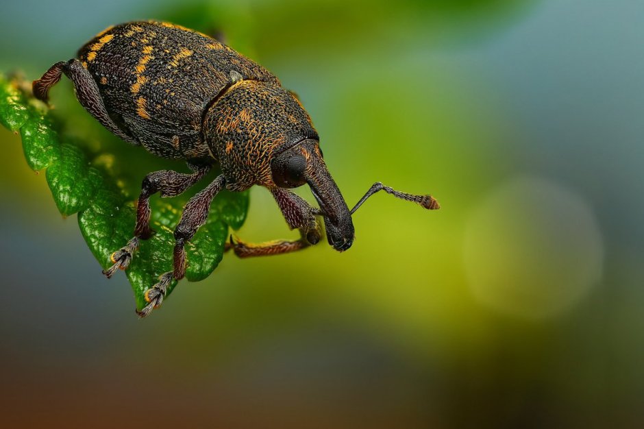 Долгоносик граундед