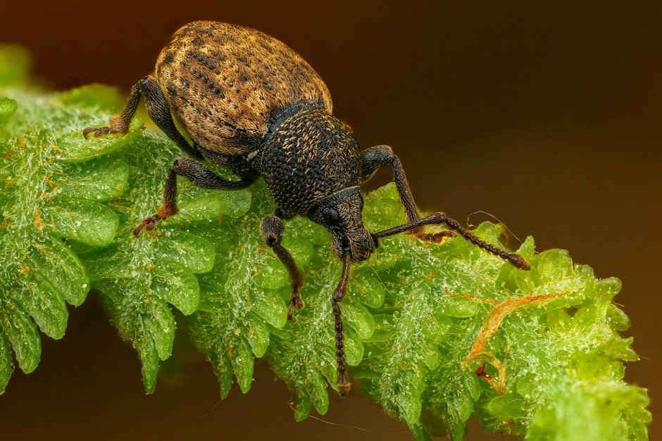Серый свекловичный долгоносик
