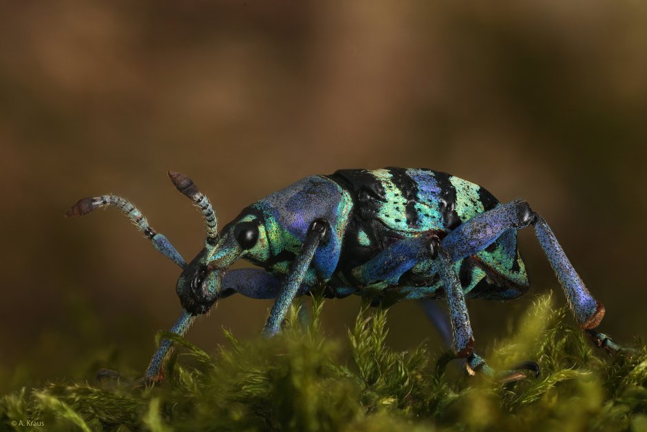 Долгоносик металлического цвета разноцветный блестящий