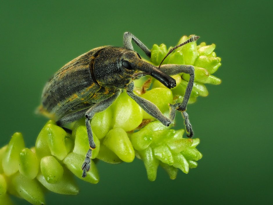 Жук долгоносик Жираф