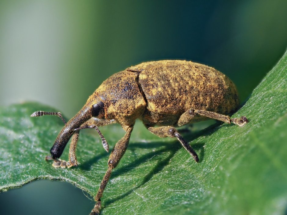 Жук Яблонный цветоед