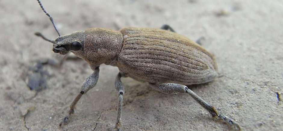 Жук долгоносик желудёвый