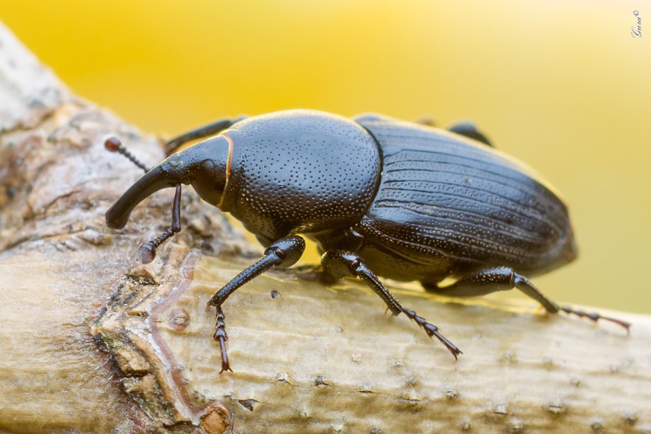 Жук Ореховый долгоносик