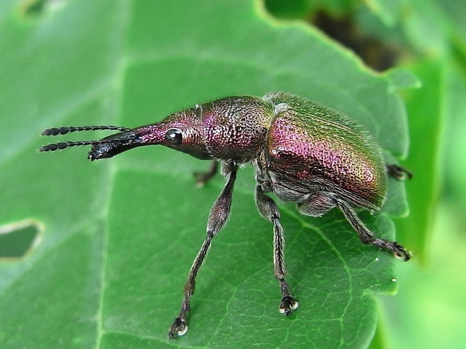 Жук долгоносик красный