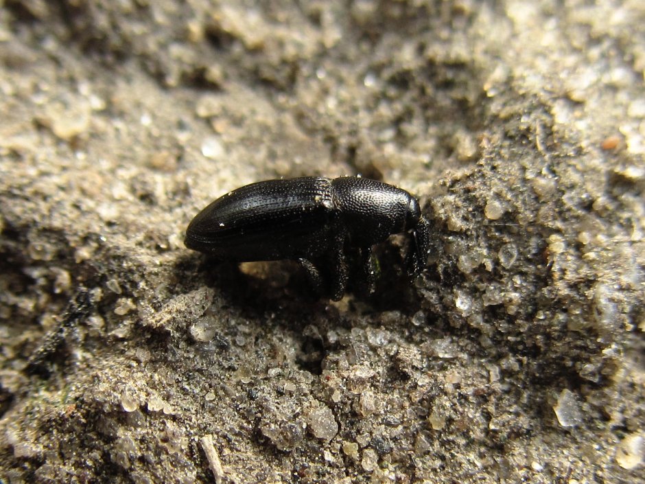 Школьники бухают