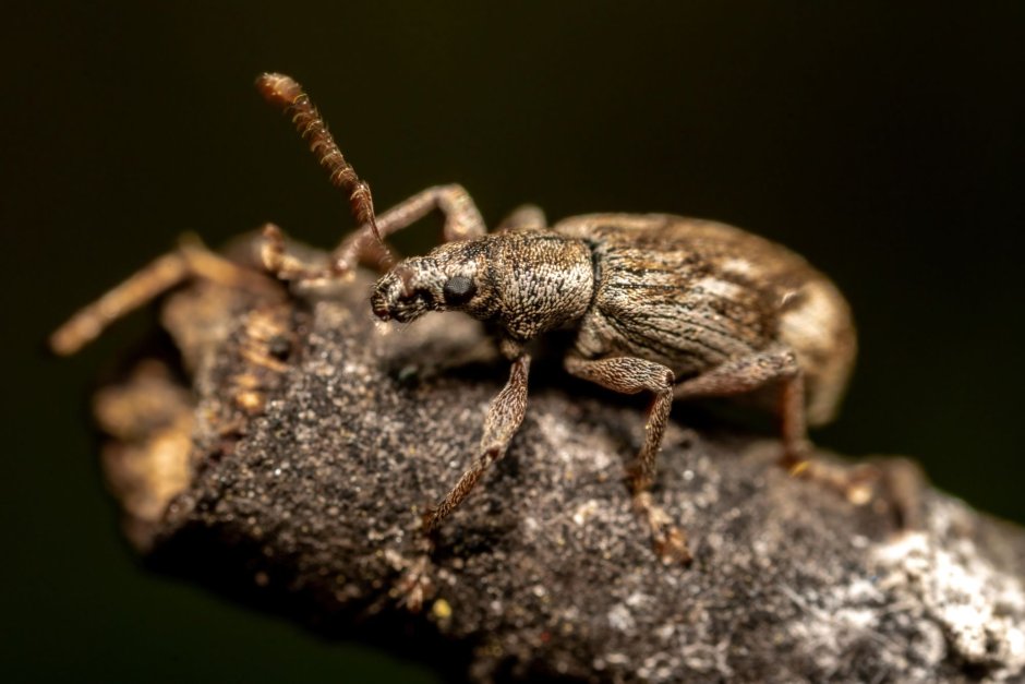 Жук долгоносик