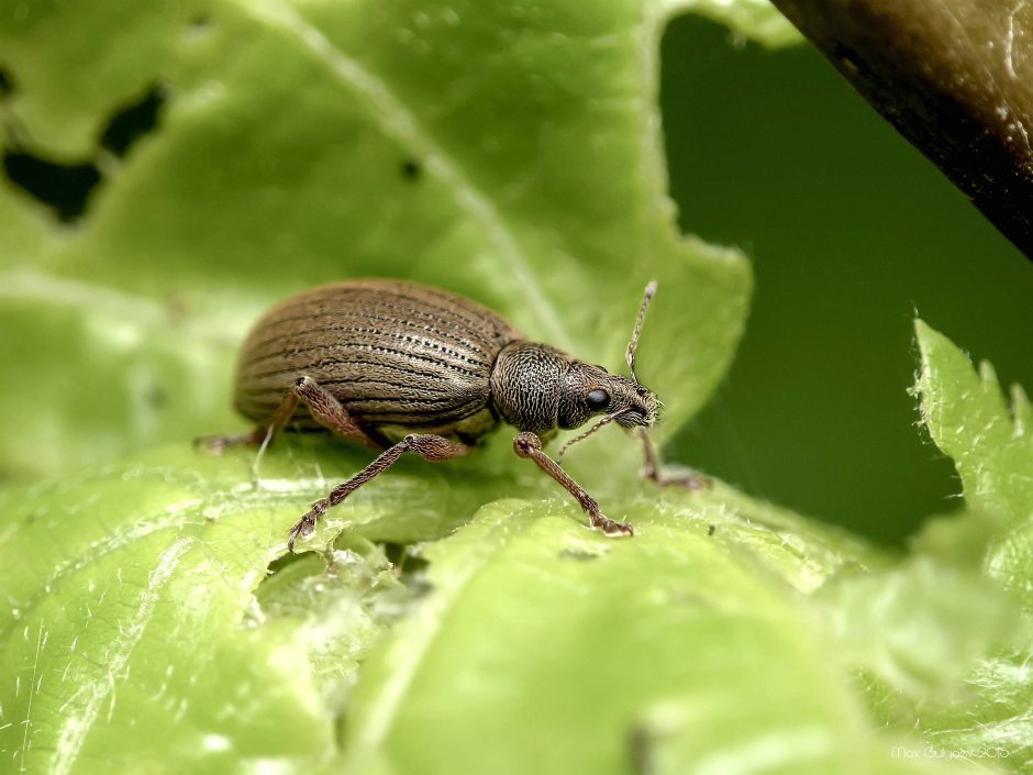 Долгоносик Cionus wittei