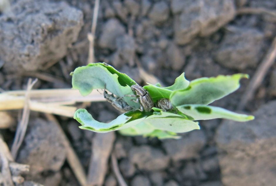 Долгоносики и Брахицериды