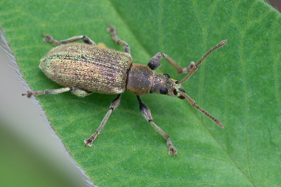 Жук Скосарь морщинистый