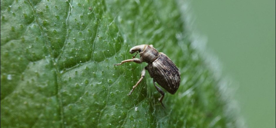 Хлопковый долгоносик Тип развития