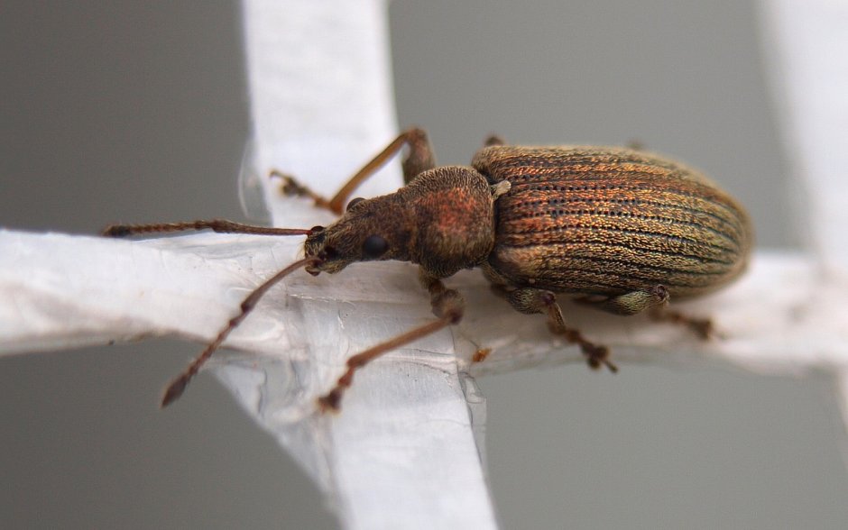 Клубеньковый долгоносик на горохе