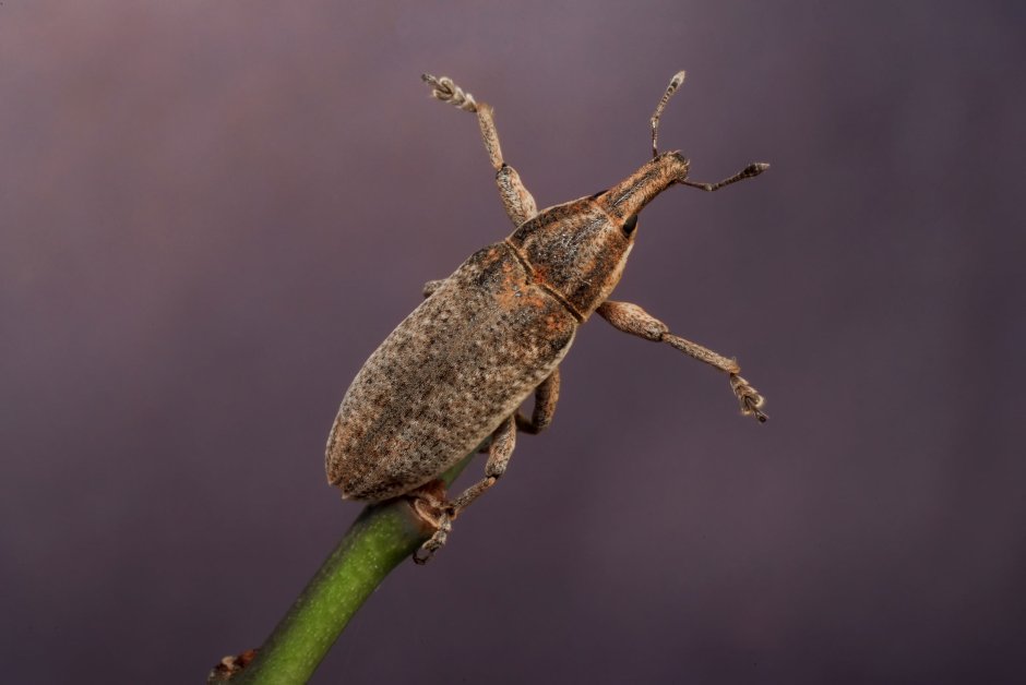 Жук долгоносик