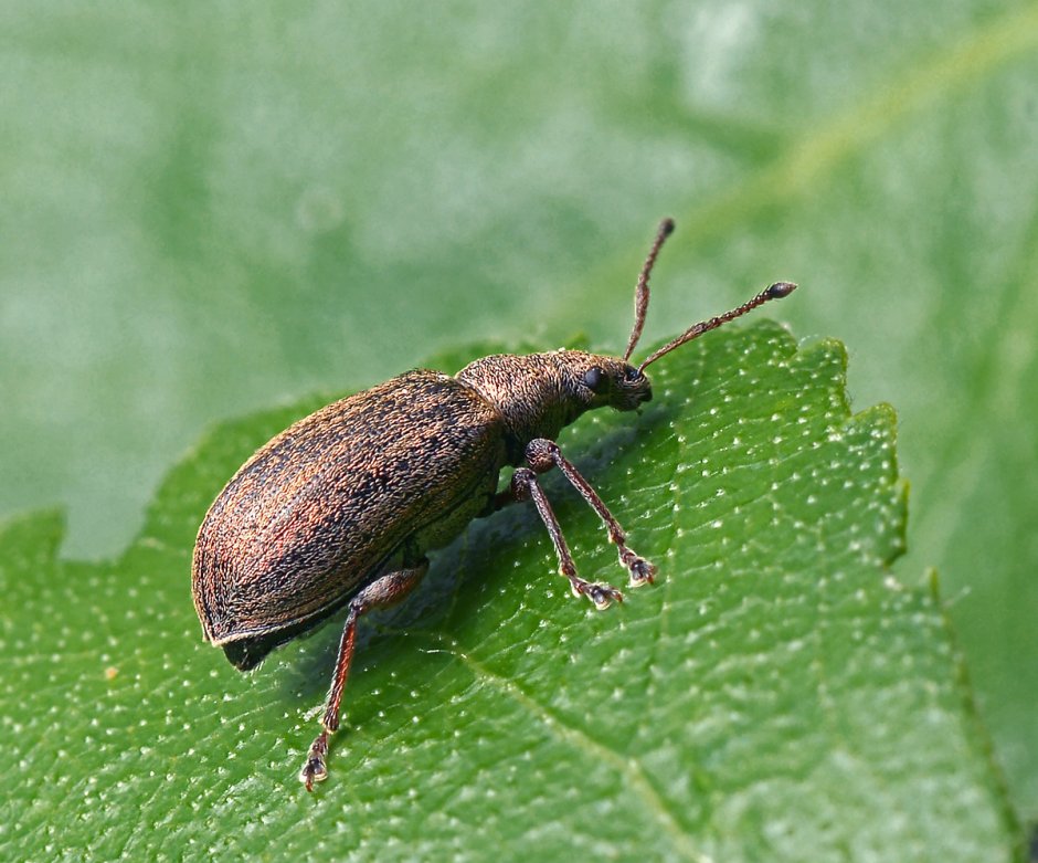 Жук долгоносик зеленый