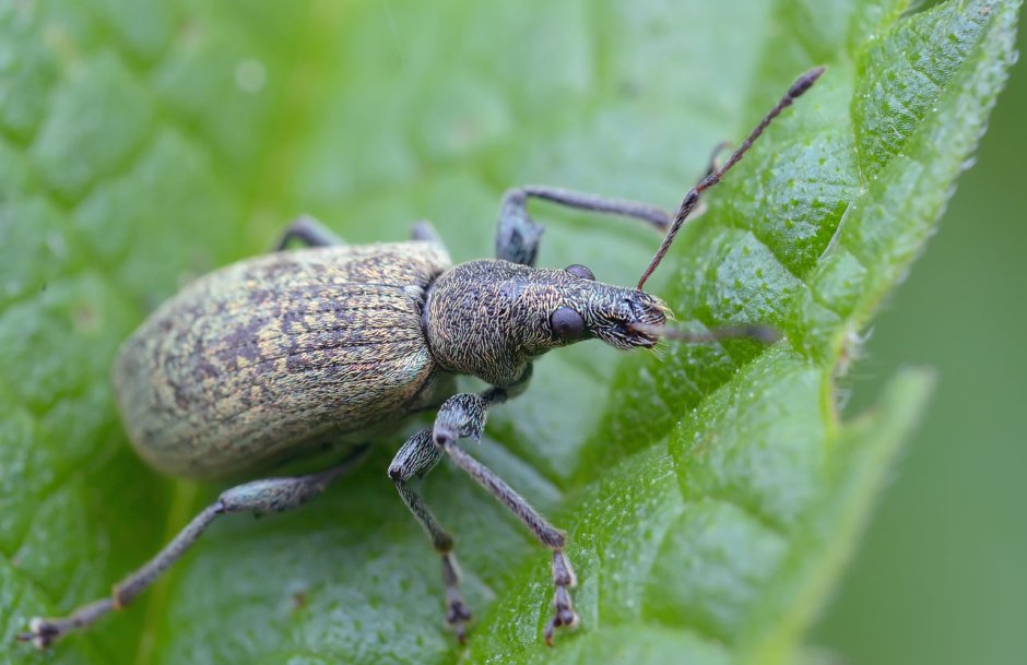 Долгоносик цветоед Яблоневый