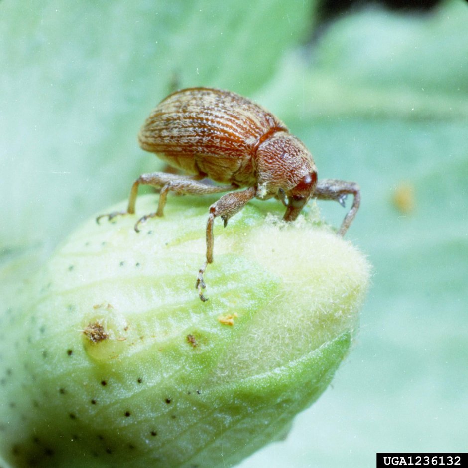 Жук долгоносик красный