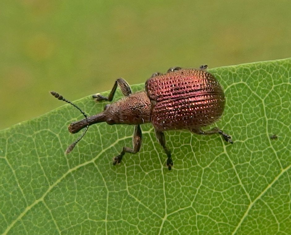 Комар долгоносик